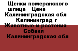 Щенки померанского шпица › Цена ­ 40 000 - Калининградская обл., Калининград г. Животные и растения » Собаки   . Калининградская обл.